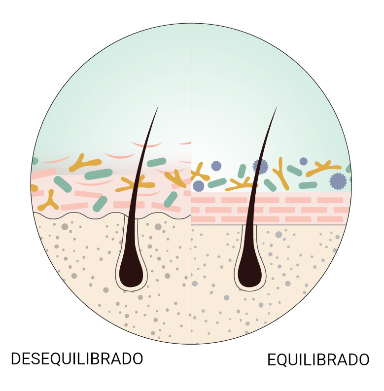 scalp illustration